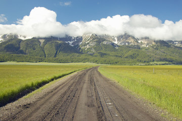 Purple lupine by roadside to Taft Ranch in Centennial Valley near Lakeview, MT