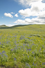 Purple lupine and mountains in Centennial Valley near Lakeview, MT