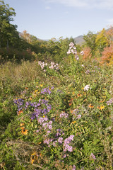 Flowers bloom along Crawford Notch, New Hampshire
