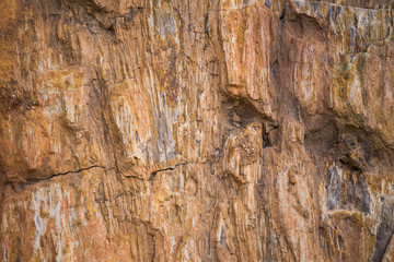 The Petrified Wood Texture Background