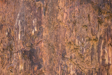 The Petrified Wood Texture Background