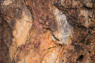The Petrified Wood Texture Background