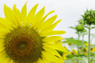 Naklejka premium Beautiful sunflower