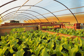Plants de salade dans une serre