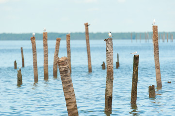Seagulls standing on bamboo