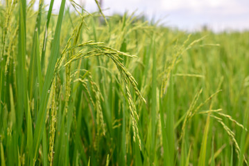 Close up of green rice paddy.
