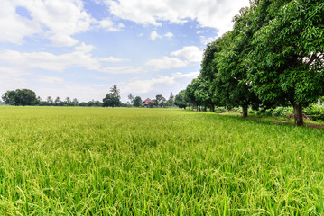 Rice field with blue sky, Suphan Buri, Thailand.