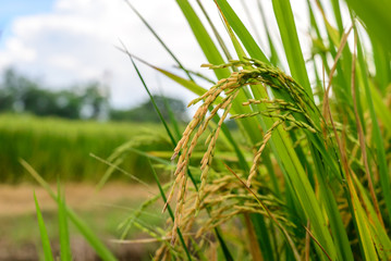 Close up of golden rice paddy.