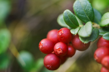 Lingon berries closeup in a cluster red and ripe