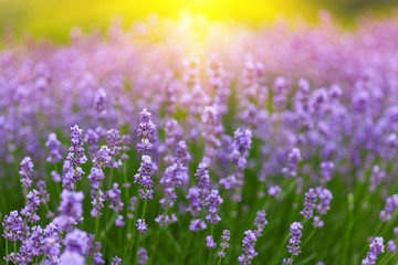 Obraz premium Lavender