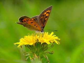 butterfly on the yellow blossom #8