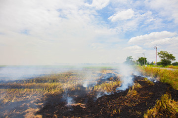 Burn weeds
