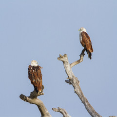 Brahminy kite isolated in blue sky, Sri Lanka