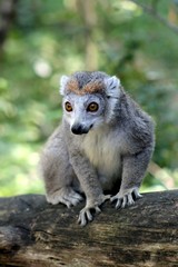 Maki Catta sur une branche