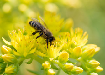 Bee on yellow flower
