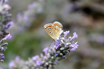 Fotobehang Vlinder op lavendel © CenedraBarak