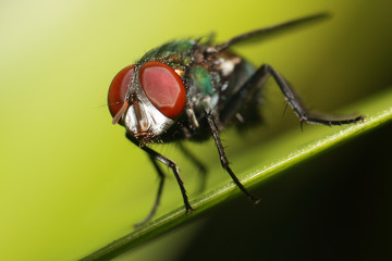 close up compound eyes of fly on green background 
