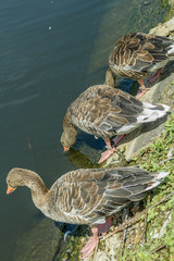 three  duck near lake