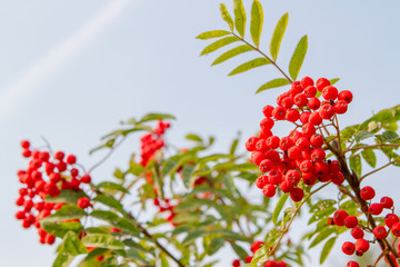 rowan tree