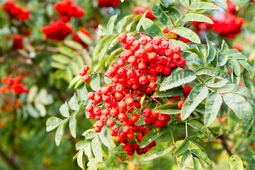 Obraz premium rowan tree
