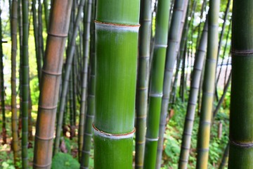 Fototapeta premium 竹林／山形県庄内地方で竹林を撮影した写真です。