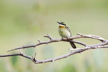 Chestnut-headed bee-eater in Pottuvil, Sri Lanka