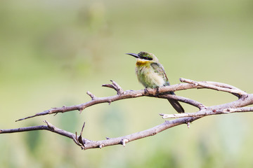 Fototapeta premium Chestnut-headed bee-eater in Pottuvil, Sri Lanka