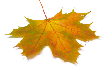Autumnal maple leaf on white background