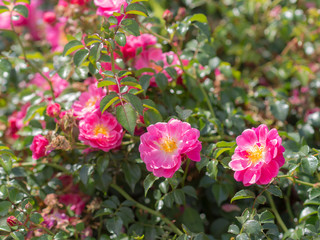 Obraz premium bush of wild rose