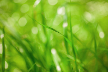 green nature abstract background