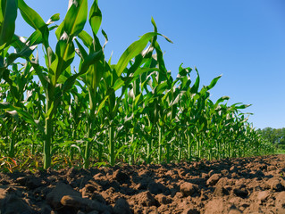 Corn plantation rows. Worm's view 