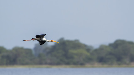Painted Stork in Arugam bay lagoon, Sri Lanka