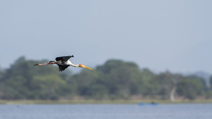 Fototapeta premium Painted Stork in Arugam bay lagoon, Sri Lanka