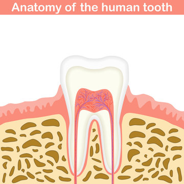 Anatomy of human tooth