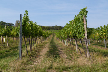 Fototapeta na wymiar Wine Grape Plantations at a Vineyard