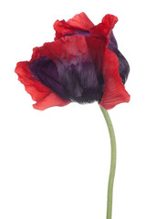 Fototapeta premium poppy