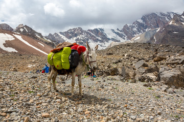 Cargo donkey in mountain area Pack animal carrying sheep decorated with traditional harness and...