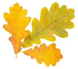 Naklejka na ściany i meble Autumn oak leaves isolated on white