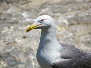 seagull