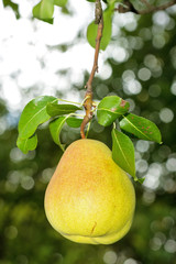 Closeup of pear hanging on branch