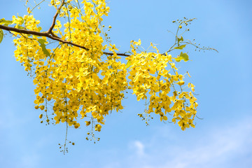 Purging cassia on blue sky