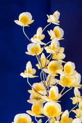 Yellow orchid.