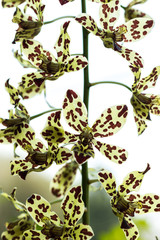 Oncidium Yellow brown Orchid