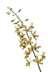 Oncidium Yellow brown Orchid