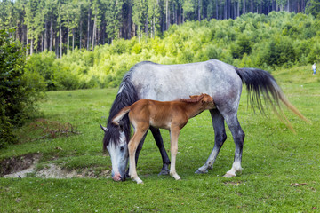 Obraz na płótnie Canvas Mare and her young foal