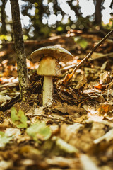  mushroom in the forest