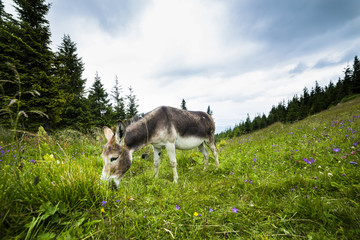 Closeup of cute donkey grazing on the pasture