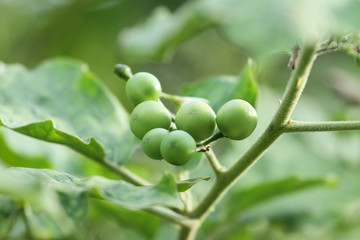Fresh Solanum Torvum 
