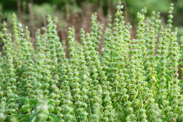 Hairy basil flower