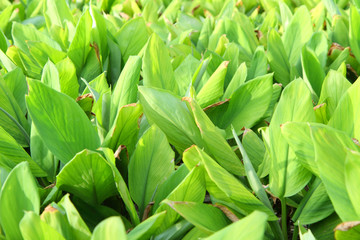 Obraz premium fresh galingale field